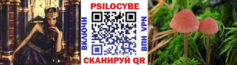 Купить  Жердевка  Псилоцибиновые грибы Psilocybine cubensis 